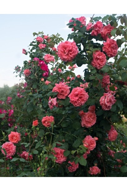 Троянда плетиста Діді Бріджуотер на арці